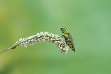 Buprestidae ailesinden bir mücevher böceği kır çiçeklerinde yiyecek arıyor. Bu böceğin bilimsel adı Chrysochroa fulminans.