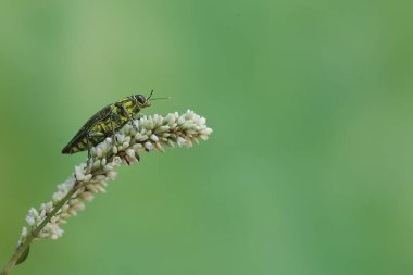 Buprestidae ailesinden bir mücevher böceği kır çiçeklerinde yiyecek arıyor. Bu böceğin bilimsel adı Chrysochroa fulminans.