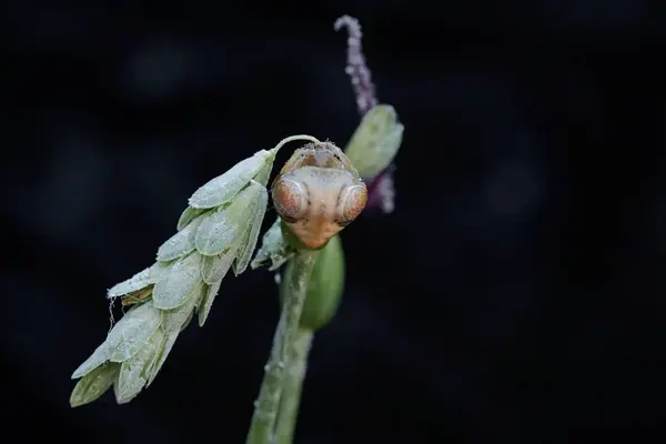 stock image A bird dropping spider is hunting for prey in wild plant flowers. This insect has the scientific name Cyrtarachne perspicillata.