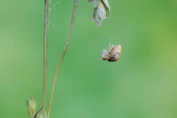 stock image A bird dropping spider is hunting for prey in wild plant flowers. This insect has the scientific name Cyrtarachne perspicillata.