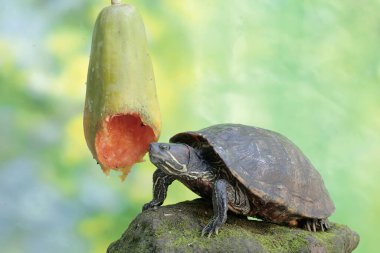 Yetişkin bir kırmızı kulaklı sürgülü kaplumbağa olgun bir papaya meyvesini yiyor. Bu sürüngenin bilimsel adı Trachemys scripta elegans.