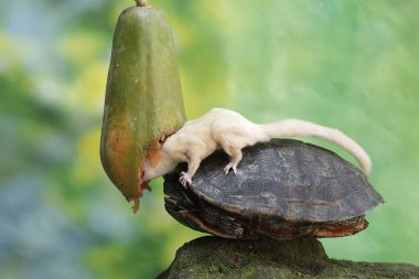 Genç bir şeker planörü (Petaurus breviceps) ve yetişkin bir kırmızı kulaklı sürgülü kaplumbağa (Trachemys script ta elegans) bir ağaçta olgun papaya meyvesi yiyorlar..