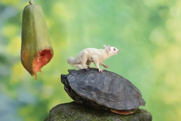 stock image A young sugar glider (Petaurus breviceps) and an adult red eared slider tortoise (Trachemys scripta elegans) are eating ripe papaya fruit on a tree.