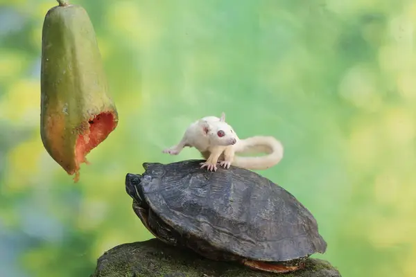 stock image A young sugar glider (Petaurus breviceps) and an adult red eared slider tortoise (Trachemys scripta elegans) are eating ripe papaya fruit on a tree.