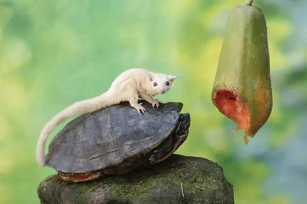 stock image A young sugar glider (Petaurus breviceps) and an adult red eared slider tortoise (Trachemys scripta elegans) are eating ripe papaya fruit on a tree.