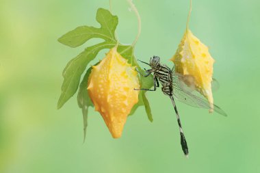 A green marsh hawk is resting on a balsam pear. This insect has the scientific name Orthetrum sabina. clipart