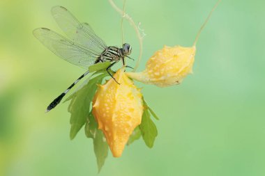 Yeşil bir bataklık şahini balsam armudunun üzerinde dinleniyor. Bu böceğin bilimsel adı Orthetrum Sabina..