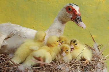 Moskovalı bir ördek anne yuvada yumurtadan yeni çıkmış yavrularına bakıyor. Bu ördeğin bilimsel adı Cairina Moschata..