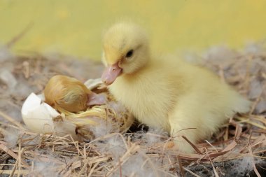 Yavru bir Moskovalı ördek, annesi tarafından kuluçkaya yatırıldıktan sonra yumurtadan çıkmaya çalışır. Bu ördeğin bilimsel adı Cairina Moschata..