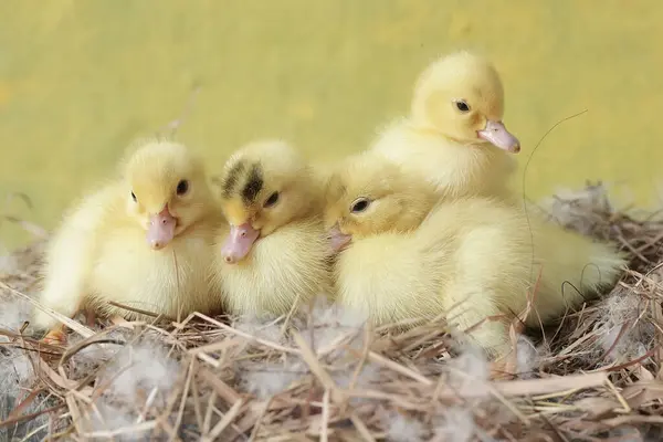 stock image A number of newly hatched baby Muscovy ducks resting in their nest. This duck has the scientific name Cairina moschata.