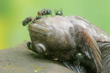 Çamurda yüzen bir balığın leşi bir sürü yeşil sinekle çevrilidir. Çoğunlukla çamurda yapılan bu balığın bilimsel adı Periophthalmus Argentilineatus..