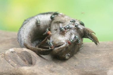 Çamurda yüzen bir balığın leşi bir sürü yeşil sinekle çevrilidir. Çoğunlukla çamurda yapılan bu balığın bilimsel adı Periophthalmus Argentilineatus..