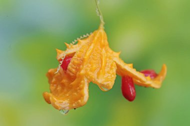 The beauty of ripe balsam pear fruit with a bright yellow color. This plant has the scientific name Momordica balsamina. clipart