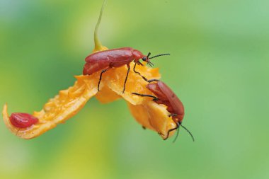 Two red-headed cardinal beetles are looking for food in the bushes. This beautiful colored insect has the scientific name Pyrochroa serraticornis. clipart