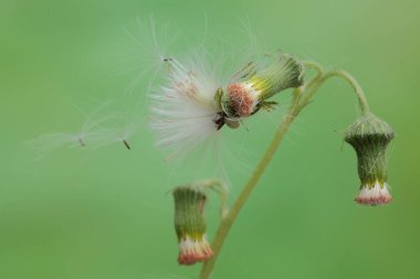 Dişi devedikeni çiçek açtığında güzelliği. Bu bitkinin bilimsel adı Sonchus arvensis..