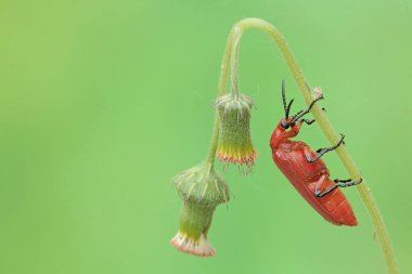 A red-headed cardinal beetle is looking for food in wildflowers. This beautiful colored insect has the scientific name Pyrochroa serraticornis. clipart