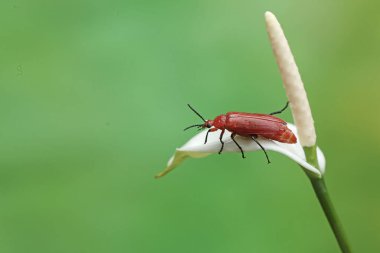 Kızıl saçlı bir kardinal böceği kır çiçeklerinde yiyecek arıyor. Bu güzel renkli böceğin bilimsel adı Pyrochroa Serraticornis..