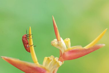 A red-headed cardinal beetle is looking for food in wildflowers. This beautiful colored insect has the scientific name Pyrochroa serraticornis. clipart