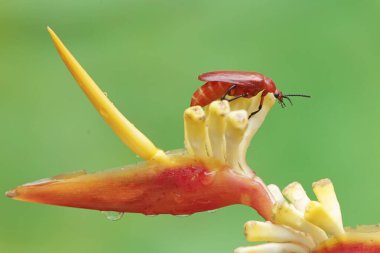 A red-headed cardinal beetle is looking for food in wildflowers. This beautiful colored insect has the scientific name Pyrochroa serraticornis. clipart