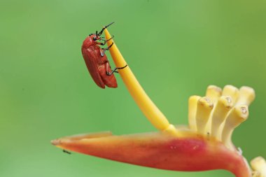 Kızıl saçlı bir kardinal böceği kır çiçeklerinde yiyecek arıyor. Bu güzel renkli böceğin bilimsel adı Pyrochroa Serraticornis..