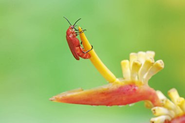 A red-headed cardinal beetle is looking for food in wildflowers. This beautiful colored insect has the scientific name Pyrochroa serraticornis. clipart