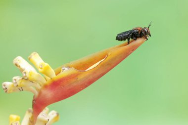 A resin bee is sucking wildflower nectar. This stinging insect has the scientific name Megachile opposita. clipart