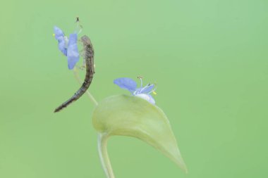 İnstar sarı tüybacaklı nemfoman yetişkin bir bireye dönüşmeye hazır. Bu böceğin bilimsel adı Copera marjinipes..