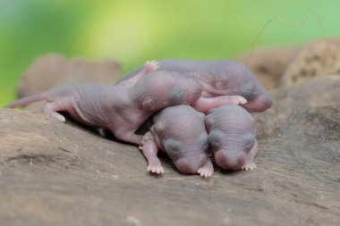 Birkaç yavru fare yuvalarında dinleniyor. Bu kemirgenin bilimsel adı Rattus Rattus..