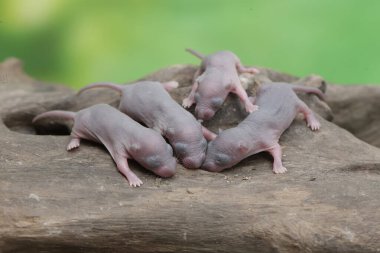 Birkaç yavru fare yuvalarında dinleniyor. Bu kemirgenin bilimsel adı Rattus Rattus..