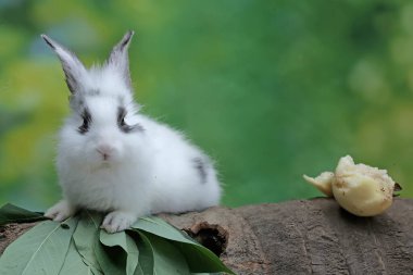 Genç bir tavşan düşmüş bir hindistan cevizi ağacının gövdesinde dinleniyor. Bu kemirgenin bilimsel adı Lepus negricollis..