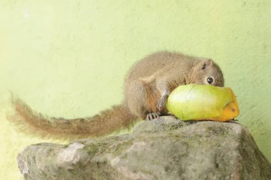 A young plantain squirrel is eating ripe mango fruit that has fallen to the ground. This rodent mammal has the scientific name Callosciurus notatus. clipart