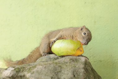 A young plantain squirrel is eating ripe mango fruit that has fallen to the ground. This rodent mammal has the scientific name Callosciurus notatus. clipart