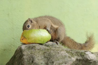Genç bir muz sincabı yere düşen olgun mango meyvelerini yiyor. Bu kemirgen memelinin bilimsel adı Callosciurus notatus..