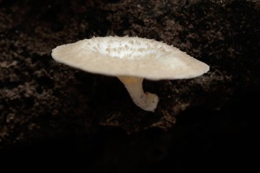 Çürüyen ağaç gövdeleriyle beslenen Lentinus Sp tipi yabani mantar koleksiyonu. Bu mantar insan tüketimi için güvenlidir.. 