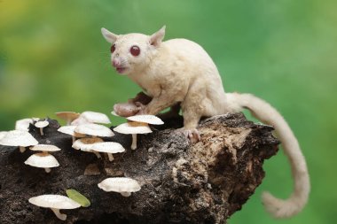 Bir albino şeker planörü mantarla kaplı çürüyen bir ağaç gövdesinde yiyecek arar. Bu keseli hayvanın bilimsel adı Petaurus breviceps..