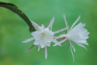 Hollandalı 'nın boru çiçeğinin zarafeti. Geceleri çiçek açtığı için gecenin kraliçesi olarak adlandırılan bu çiçeğin bilimsel adı Epiphyllum oxypetalum 'dur..