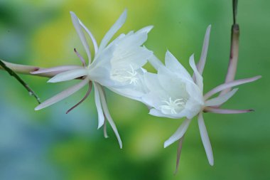 Hollandalı 'nın boru çiçeğinin zarafeti. Geceleri çiçek açtığı için gecenin kraliçesi olarak adlandırılan bu çiçeğin bilimsel adı Epiphyllum oxypetalum 'dur..