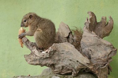 A young plantain squirrel is eating sweet potato. This rodent mammal has the scientific name Callosciurus notatus. clipart