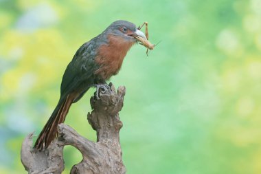 Genç kestane göğüslü bir malkoha bir çekirgeyi avlıyor. Bu güzel renkli kuşun bilimsel adı Phaenicophaeus curvirostris..
