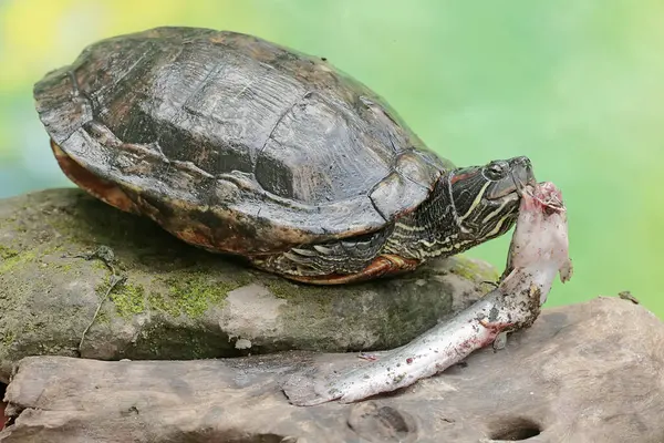 stock image An adult red-eared slider tortoise preys on a catfish on the riverbank. This reptile has the scientific name Trachemys scripta elegans.