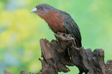 A young chestnut-breasted malkoha hunts for small insects on a rotting tree trunk. This beautifully colored bird has the scientific name Phaenicophaeus curvirostris. clipart