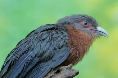 A young chestnut-breasted malkoha hunts for small insects on a rotting tree trunk. This beautifully colored bird has the scientific name Phaenicophaeus curvirostris. clipart