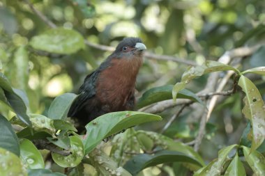 Genç bir kestane göğüslü malkoha çalıların arasında dinleniyor. Bu güzel renkli kuşun bilimsel adı Phaenicophaeus curvirostris..