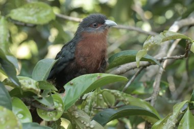Genç bir kestane göğüslü malkoha çalıların arasında dinleniyor. Bu güzel renkli kuşun bilimsel adı Phaenicophaeus curvirostris..