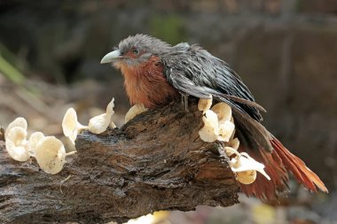 Genç bir kestane göğüslü malkoha mantarlarla kaplanmış çürüyen bir ağaç gövdesinde küçük böcekleri avlar. Bu güzel renkli kuşun bilimsel adı Phaenicophaeus curvirostris..
