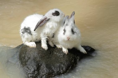 Bir çift genç tavşan küçük bir nehirde içiyordu. Bu kemirgenin bilimsel adı Lepus negricollis..