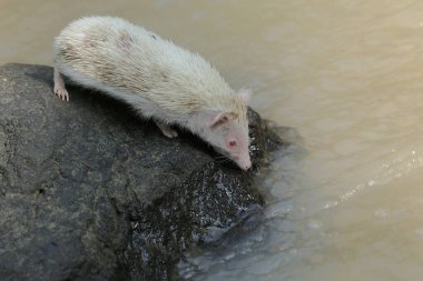 Genç bir kirpinin görünüşü gösterişli ve ağırbaşlıdır. Bu memelinin bilimsel adı Atelerix albiventris..