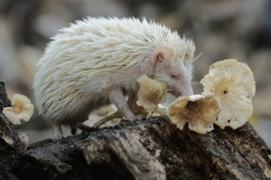 Genç bir kirpi çürüyen bir ağaç gövdesinde mantarla kaplanmış termitleri avlıyor. Bu memelinin bilimsel adı Atelerix albiventris..