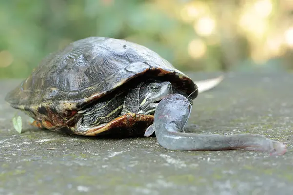 stock image An adult red-eared slider tortoise preys on a catfish on the riverbank. This reptile has the scientific name Trachemys scripta elegans.