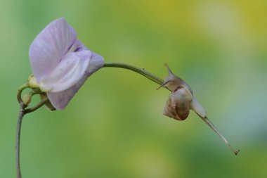 Küçük bir salyangoz yabani bir fasulye çiçeği yiyor. Bu yumuşakça çiçekleri, meyveleri ve taze yaprakları yemeyi sever..